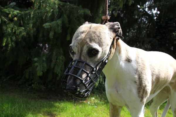 Rennmaulkörbe Damion (für Whippets) Maulkorb Windhunde